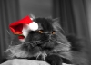 Katze in schwarz/weiss
